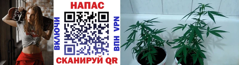 Каннабис сатива  Видное 